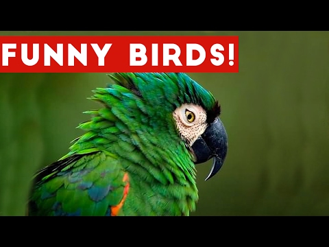 Funny Bird Videos Weekly Compilation 2017 | Funny Pet Videos - UCYK1TyKyMxyDQU8c6zF8ltg