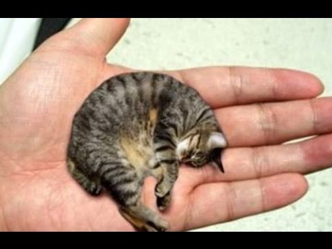 13 Smallest Animals In The World - UCTTQAOiR_0DuyQPZ6Dg-LHA