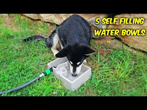 5 Self Refilling Water Bowl For Pets - UCe_vXdMrHHseZ_esYUskSBw