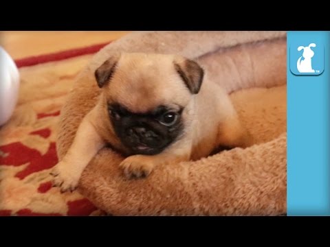 Silly Little Pug Puppy Loves His Bed! - Puppy Love - UCPIvT-zcQl2H0vabdXJGcpg