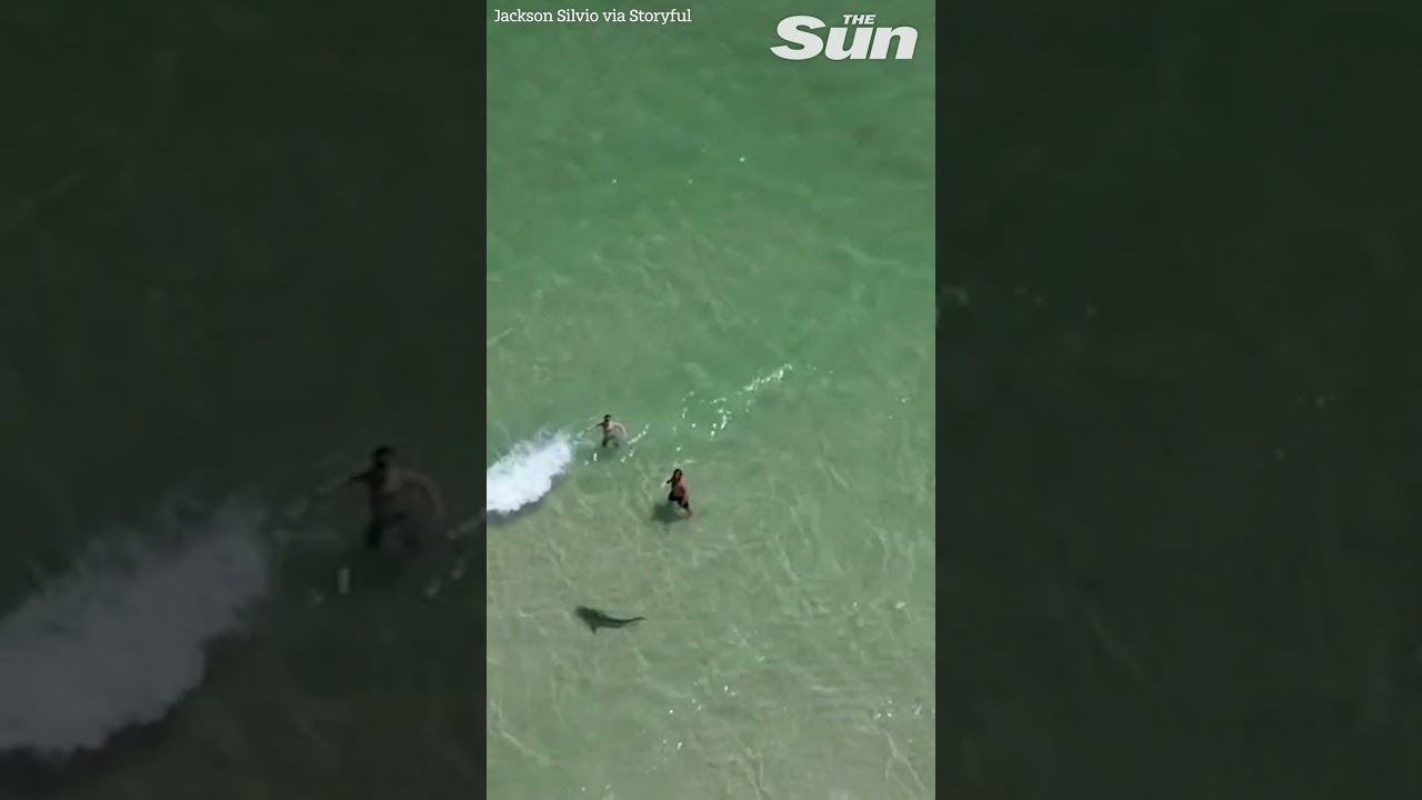 Shark circles unsuspecting man and child in shallow waters in Alabama #shorts 🦈