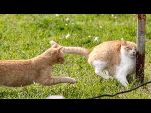 You NEED TO SEE A DOCTOR if you WON'T LAUGH - Best FUNNY ANIMAL compilation - UC9obdDRxQkmn_4YpcBMTYLw