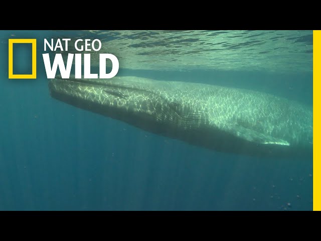 Where Does The Blue Whale Live? - To Get Ideas