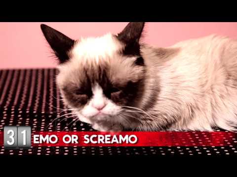 Hot Minute: Grumpy Cat - UCTEq5A8x1dZwt5SEYEN58Uw