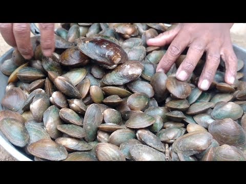 How to Cook Shipi/Shipi Cooking(Fishing Man)