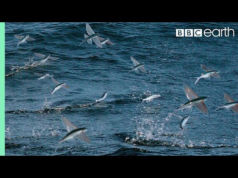 Flying Fish Picked Off From Above And Below | The Hunt | BBC Earth - UCwmZiChSryoWQCZMIQezgTg