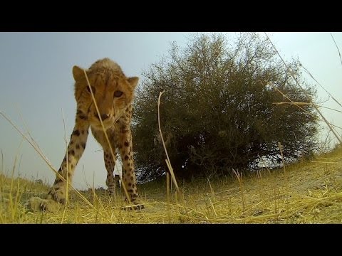 GoPro: Cheetah Licks My GoPro - UCqhnX4jA0A5paNd1v-zEysw