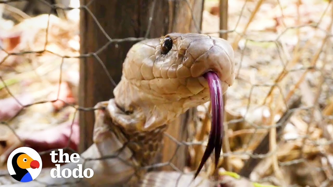 Cute Cobra Gets Himself Stuck In Fence | The Dodo