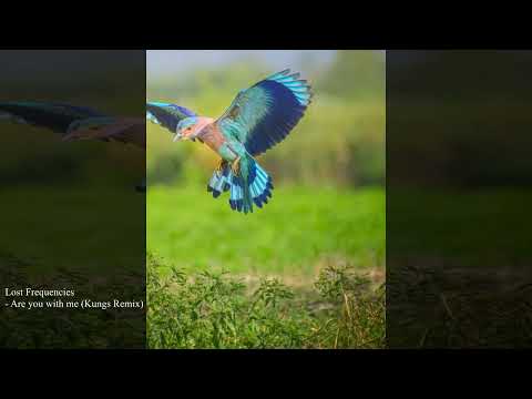 Lost Frequencies - Are You With Me (Kungs Remix) 432hz