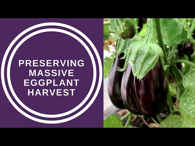 How to Preserve Eggplant for Long-Term Storage