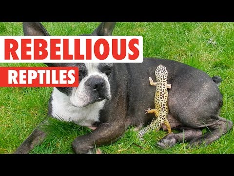 Rebellious Reptiles | Funny Reptile Video Compilation 2017 - UCPIvT-zcQl2H0vabdXJGcpg