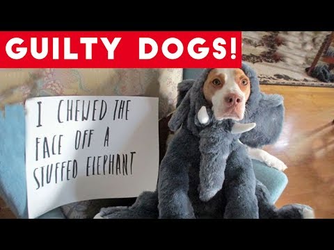 Cute Dogs feel guilty - Funny guilty dog and animal compilation - UCYK1TyKyMxyDQU8c6zF8ltg