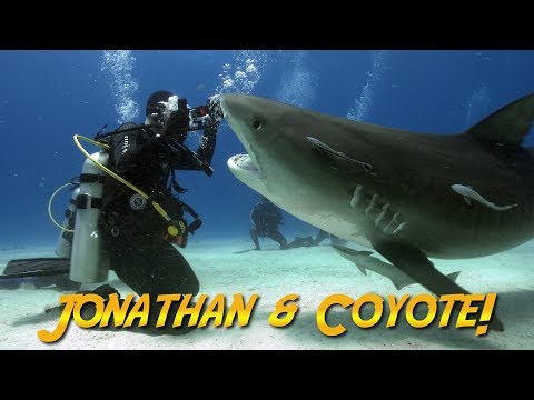 Tiger Sharks with Coyote Peterson! | JONATHAN BIRD'S BLUE WORLD