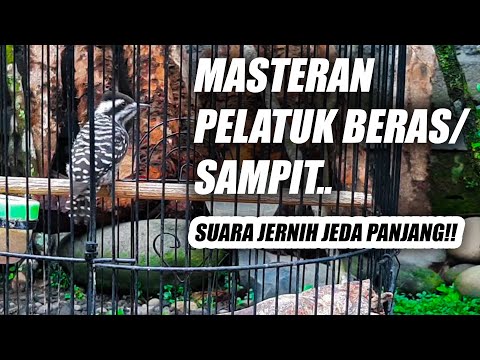 TERBAIK!! MASTERAN PELATUK SAMPIT JERNIH JEDA NEMBAK PANJANG - SUARA PELATUK BERAS GACOR PANJANG