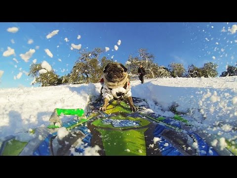 GoPro: Brandy the Snowboarding Pug - UCqhnX4jA0A5paNd1v-zEysw