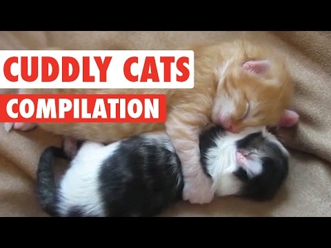 Cuddly Cats Video Compilation 2016 - UCPIvT-zcQl2H0vabdXJGcpg