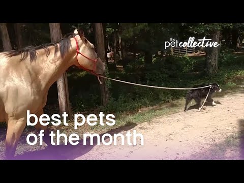 Best Pets Of The Month || March 2019 - UCPIvT-zcQl2H0vabdXJGcpg
