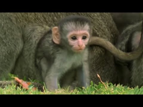 Cute baby monkeys at play | Cheeky Monkey | BBC - UCwmZiChSryoWQCZMIQezgTg