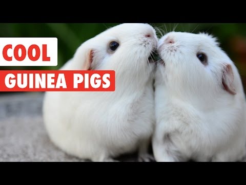 Cool Guinea Pigs Video Compilation 2017 - UCPIvT-zcQl2H0vabdXJGcpg