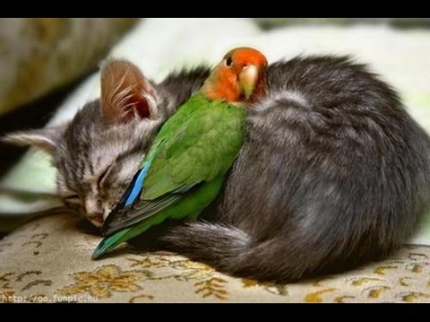 15 Amazing Animal Friendships You Won't Believe! - UCTTQAOiR_0DuyQPZ6Dg-LHA
