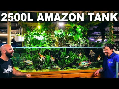 2500L Zoo Level Amazon Aquarium_ FULL BUILD (Aquas 👇👇MD MERCH CLICK HERE👇👇: 
FULL SHOP_ https_//md-fish-tanks.creator-spring.com

PLANTS AN