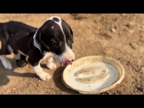 “Satisfying Sound of My Puppy Drinking Milk | ASMR for Pet Lovers”