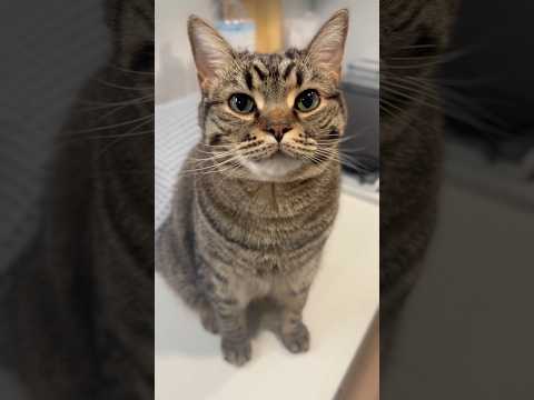 猫の動画サムネイル - パパが大好きな猫と猫が大好きなパパ!! #shorts #猫 #cat
