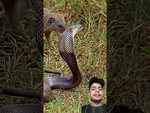 ভয়ানক বেজি। #cobra #snake #wildlife