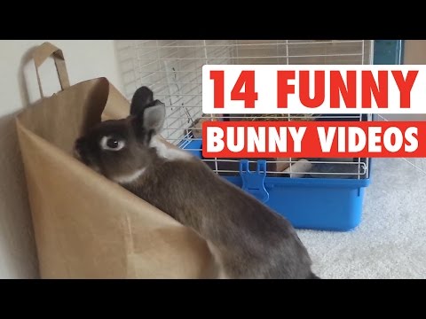 14 Funny Bunny Videos || Awesome Bunnies Compilation - UCPIvT-zcQl2H0vabdXJGcpg