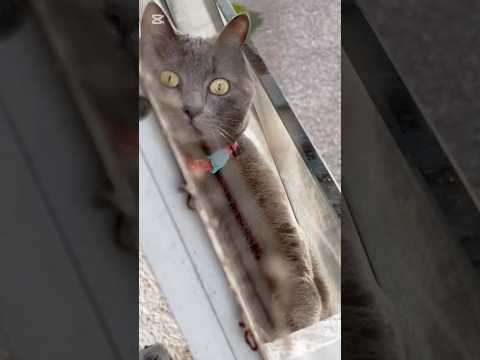 Simba vergonzoso en el fondo de su corazón sí quiere a su amigo 🥰✨ #michis #cat #catshorts