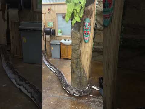 Remain calm in stressful situations🙌 You never  Follow Me Here!!

Meet Me Here_ https_//linktr.ee/thereptilezoo
Facebook_ https_//www.facebook.com/p