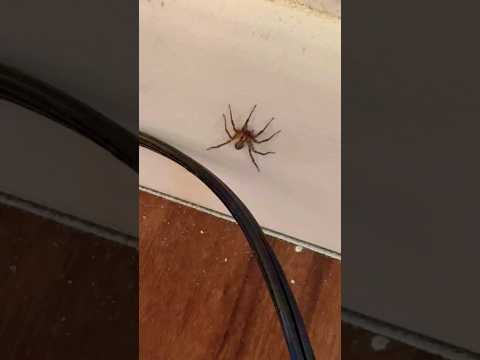 Anyone know what kind of spider this is? 🕷️ #spider #smash