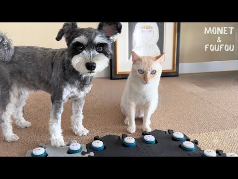 しゃべる犬の確認が、小学生すぎて笑っちゃう🤣