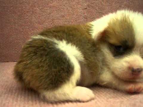 06/27 柯基犬 Welsh Corgi -公幼犬-日新犬舍