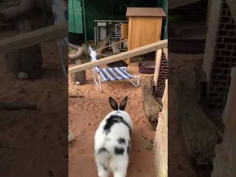 Soins des lapins par la nonne Kankyo ( bouddhisme, refuge animalier )