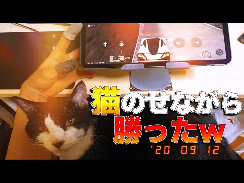 【荒野行動】膝に猫をのせながらでも余裕で勝利ww うちの飼い猫を初公開！