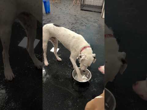 This dog really said, “Hydration? Nah, I prefer poolside living.”  #dogdaycarelife #shorts