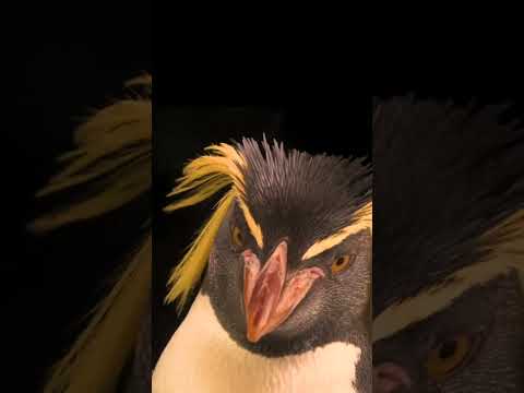The northern rockhopper penguin: small size, big personality! #shorts
