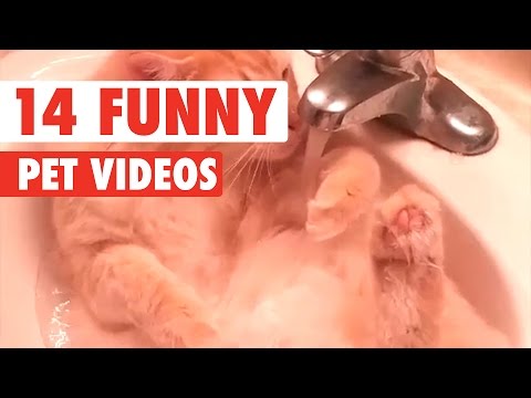 14 Funny Pets | Awesome Pet Video Compilation 2017 - UCPIvT-zcQl2H0vabdXJGcpg