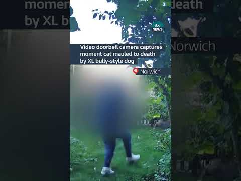 Video doorbell camera captures moment cat mauled to deathby XL bully-style dog #itvnews