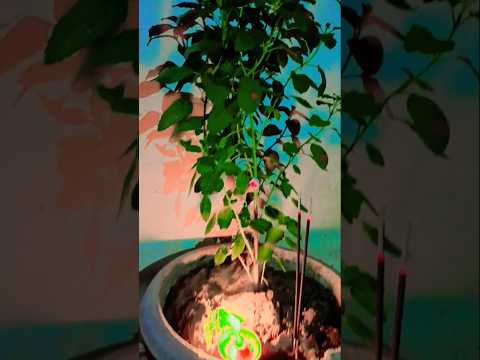 lahar lahar lahrae hamare angan ki Tulsi/#tulsa bhajan/#trending /#bhakti song/#shortsfeed