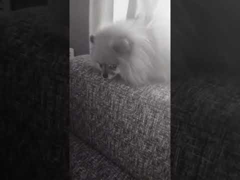 Ютуб работает, выкладываю😌 #funk #remix #music #wildcraft #pets