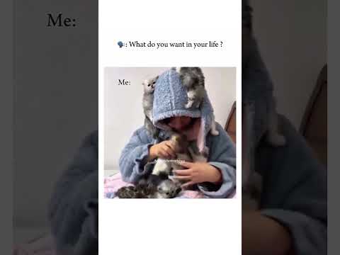 My Type of life❤️#fypシ゚viral #cats#fypシ゚viral#fypシ゚viral