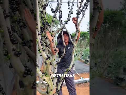 Nhỏ thân gỗ sưu tầm cây LH em @879511868 #quynhhuonggarden #nhothango #xuhuong #caycanh