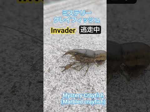 逃走中！危険！ミステリークレイフィッシュ！Invader, Mystery Crayfish マダラザリガニ！拡散注意！加藤英明【公式】かとチャン