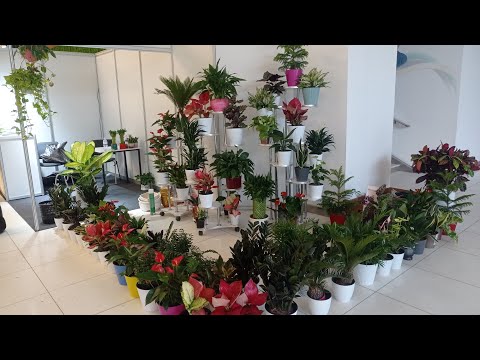 Хархил турдаги арзон  гуллар ва подставкалар          тел:+998930019090