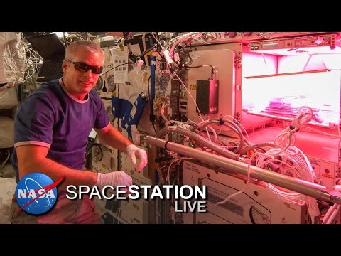 Space Station Live: Lettuce Look at Veggie - UCmheCYT4HlbFi943lpH009Q