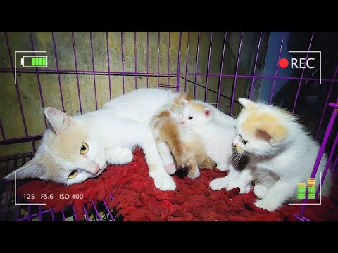Cat Mom and Her One Month Kittens 2 - Adorable Cats and Dogs Family | Viral Cat