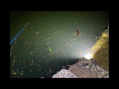 【配信】夏のイカ釣りラストスパート