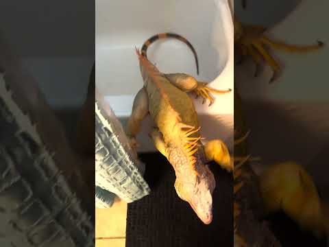 Clingy Iguana Wants To Do Everything His Dad Does | The Dodo